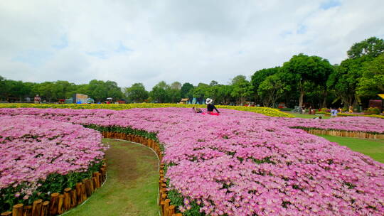 公园花坛园艺 菊花 花园