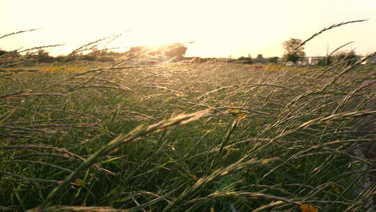 夕阳下草地唯美空镜头