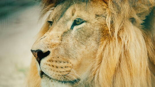 一只雄狮的特写镜头视频素材模板下载