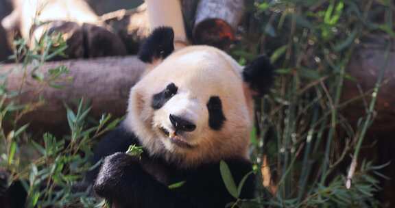 大熊猫吃竹子8K实拍