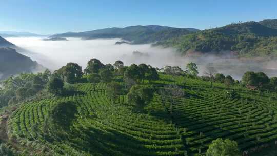 航拍云雾缭绕的茶山