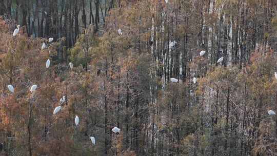 佛山市顺德伦教大涌水杉湿地候鸟白鹭群