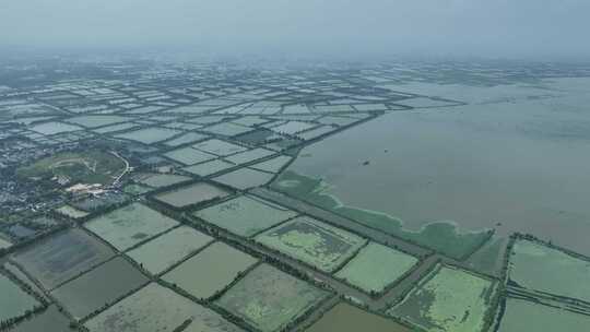 航拍微山湖 万亩蟹塘 螃蟹养殖 湖景 阴天