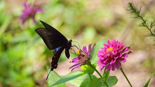 一只黑色蝴蝶在花朵上飞舞慢动作升格