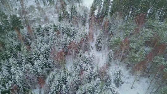 被雪覆盖的常绿云杉树森林，茂密森林的空中