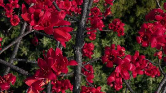 盛开的木棉花特写