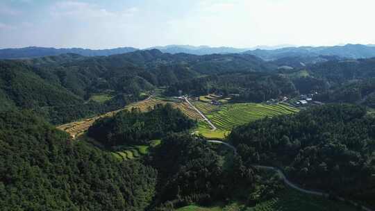 合集秋金黄大田农业种植梯田航拍