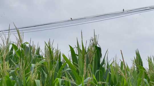 玉米地天空电线杆飞鸟左移