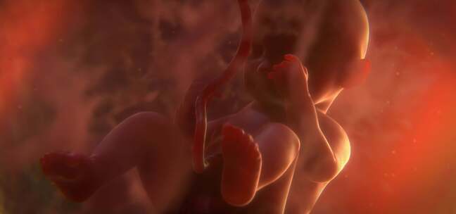 婴儿在母亲子宫中成长CGI