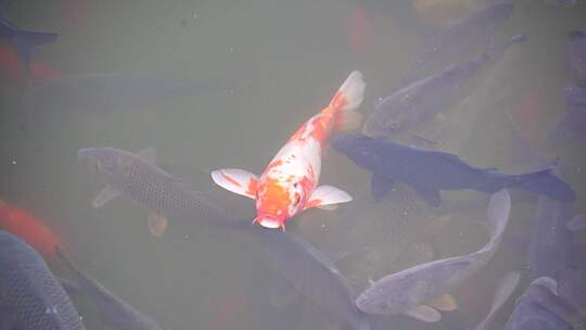 池塘中群游的锦鲤和鲤鱼