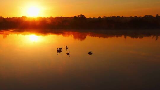 夕阳下湖面自由自在的黑天鹅