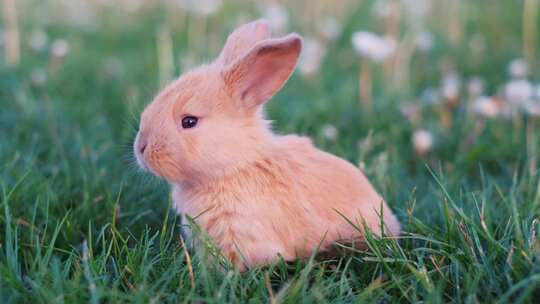 可爱的小兔子在草地上东张西望视频素材模板下载
