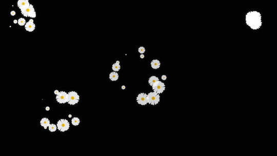 白菊花背景小装饰视频视频素材模板下载