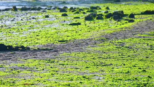 退潮后夕阳下海边滩涂上的绿色苔藓海草