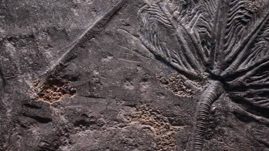 【镜头合集】考古古董陈列展示古生物化石视频素材模板下载