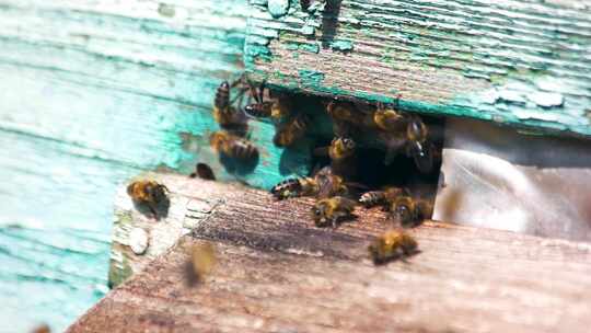 阳光下蜂群进入人工蜂巢