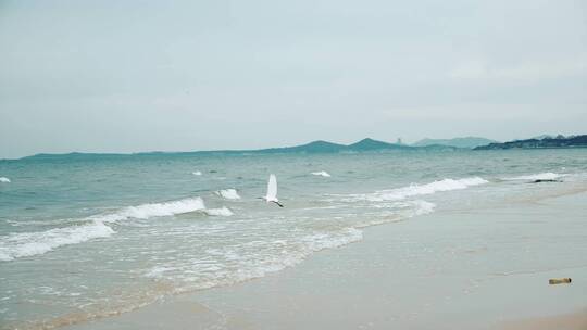 海鸥 沙滩 海边