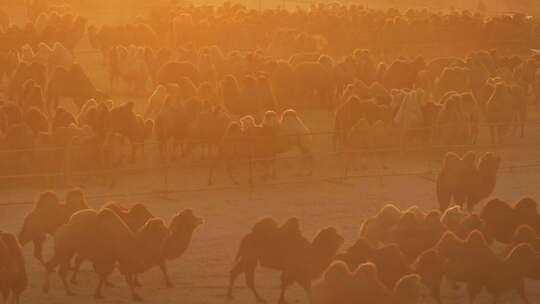 夕阳中的骆驼