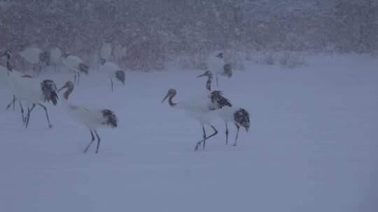 雪中丹顶鹤