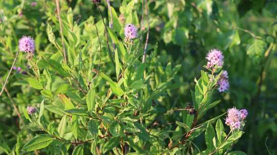 大兴安岭药用野生植物绣线菊