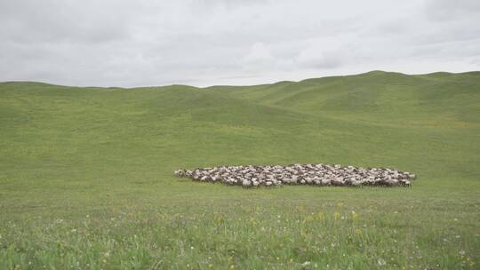 青藏高原上的羊群