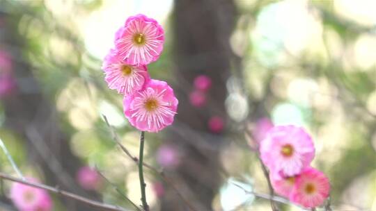 春季红色梅花景观