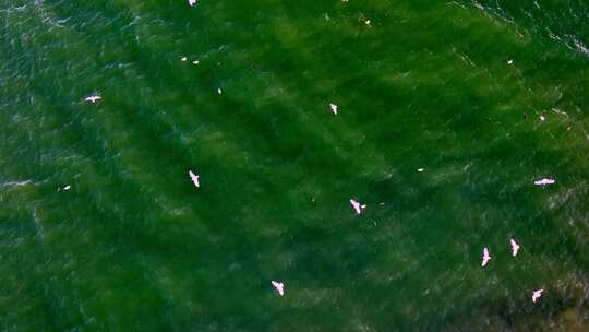 航拍大理洱海和飞翔的海鸥