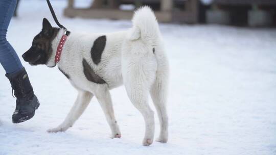 雪地上的主人拉着她的狗