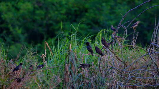 一群八哥站在树枝上 野生小鸟