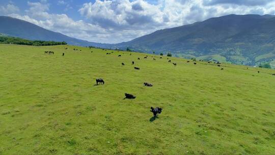 俯视牧场上的牛群在吃草视频素材模板下载