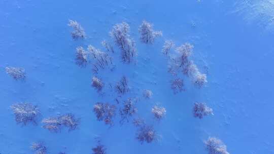 雪地中覆盖着霜雪的树木景象