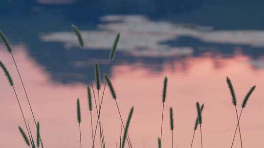 晚霞夕阳下的池塘，狗尾巴草轻轻摇曳