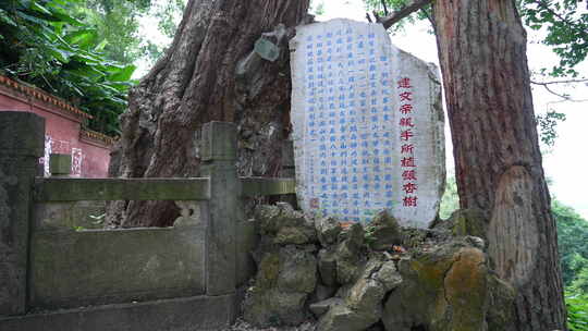 昆明西山风景区建文帝亲手所植的银杏树