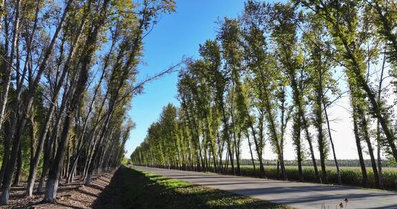 两边是白桦树的乡村道路航拍