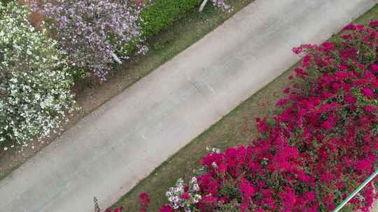 春天道路花开