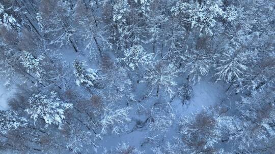 航拍雪花飘落下雪时雾凇雪景