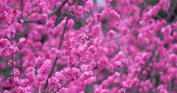 梅花盛开绽放花朵娇艳