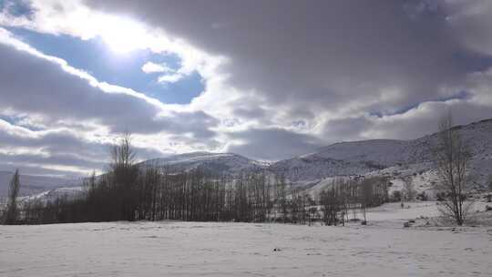 冬季平原白杨树后的雪山