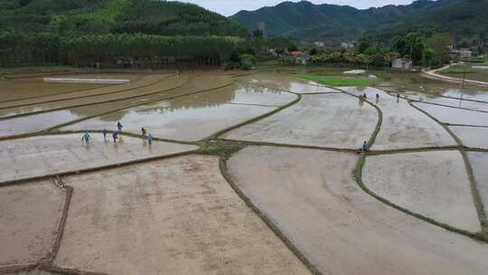 航拍农民在水稻田劳作插秧