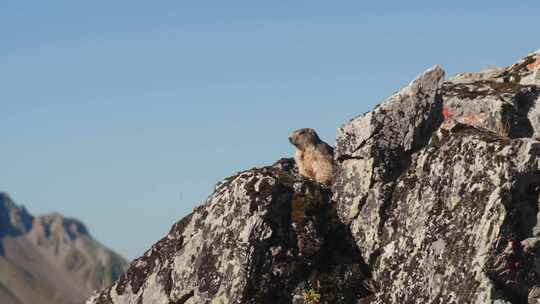 Alpine Marmot， Rock，