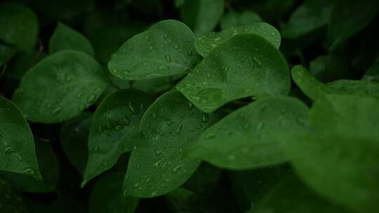 下雨雨水大自然水滴滴水生长