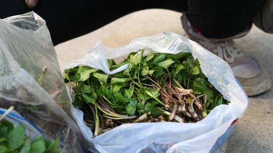 东北农村春天山野菜集市