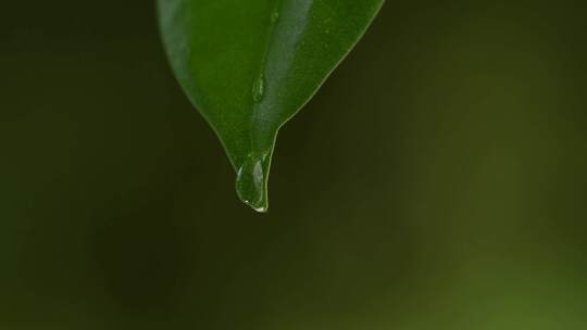 叶子上的水滴60