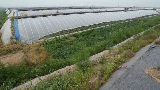 菜园 大棚里种的菜 种植视频素材模板下载