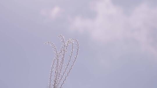 微风吹拂芦苇