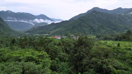 航拍阳山秤架干坑古树村自然风光