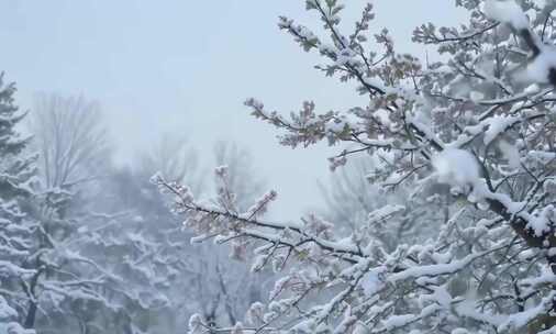 雪中梅花寒梅 (2)