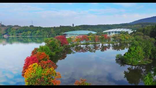 南京中山植物园月牙堤秋景美如画视频素材模板下载