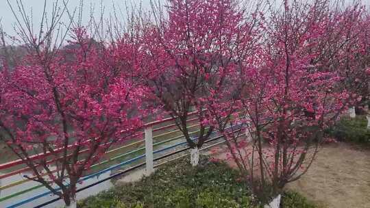 多彩栏杆旁盛开的粉色梅花树