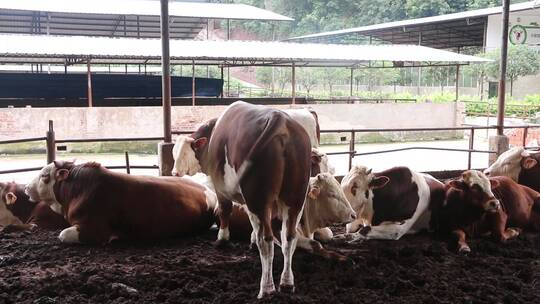肉牛养殖产业